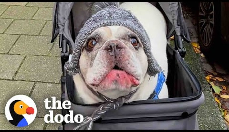 Talkative Frenchie Has The Most Unique “Voice”