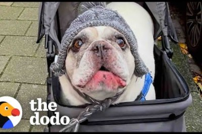 Talkative Frenchie Has The Most Unique “Voice”