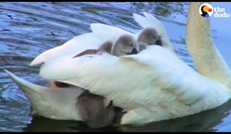 Swan Mom Carries ALL Her Babies Under Her Wing