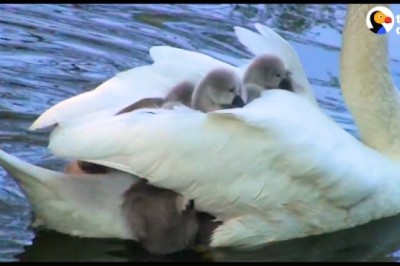 Swan Mom Carries ALL Her Babies Under Her Wing