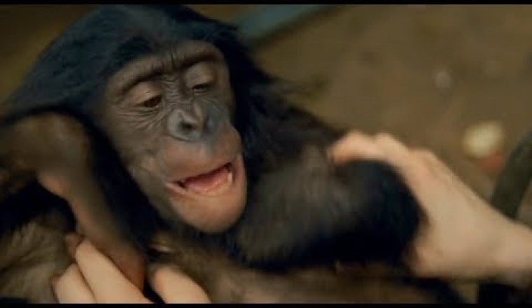 Ticklish Bonobo Can't Stop Laughing