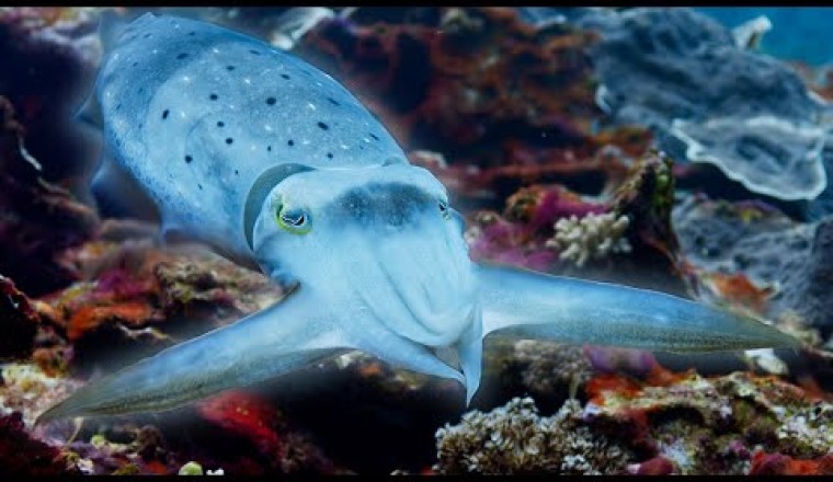 Cuttlefish Hypnotises Prey