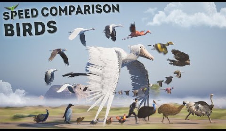 Birds Speed Comparison