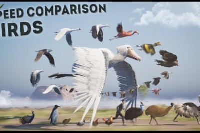 Birds Speed Comparison