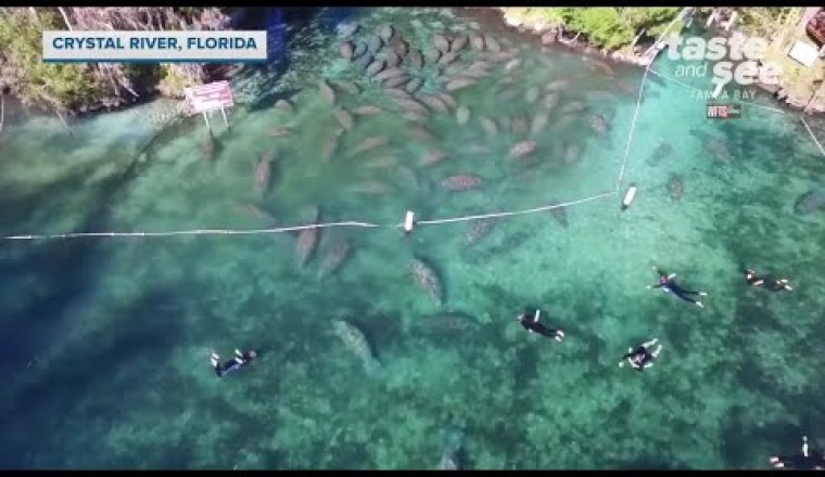Swimming With Manatees on Crystal River