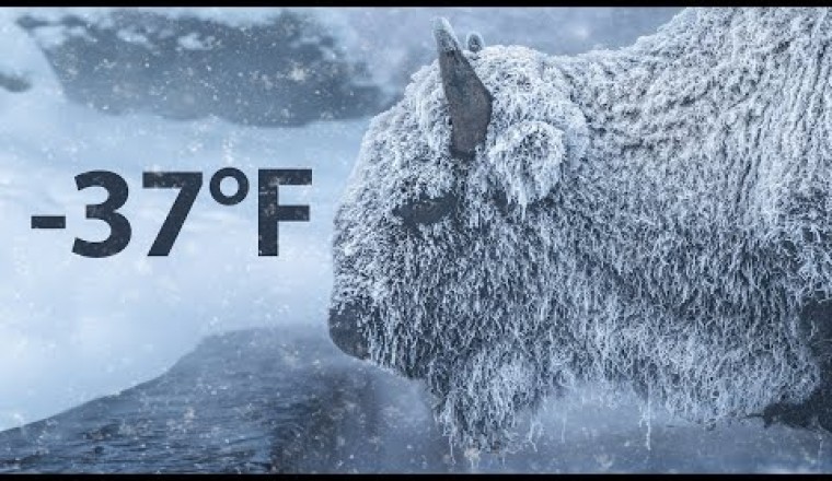 -37F Winter in Yellowstone National Park