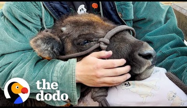 Baby Bison Follows Her Rescuer Everywhere