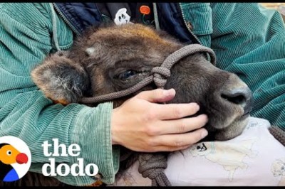 Baby Bison Follows Her Rescuer Everywhere