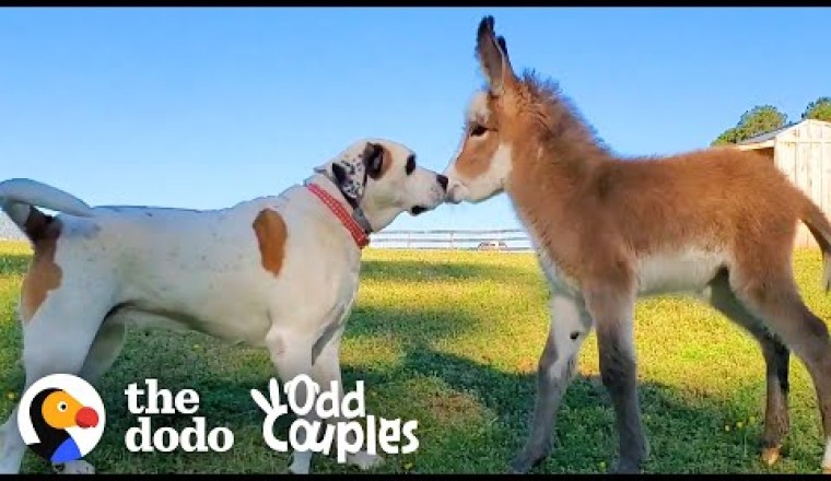 Dog Becomes Obsessed With A Newborn Donkey