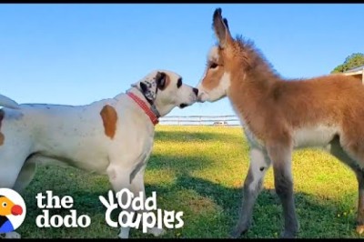Dog Becomes Obsessed With A Newborn Donkey