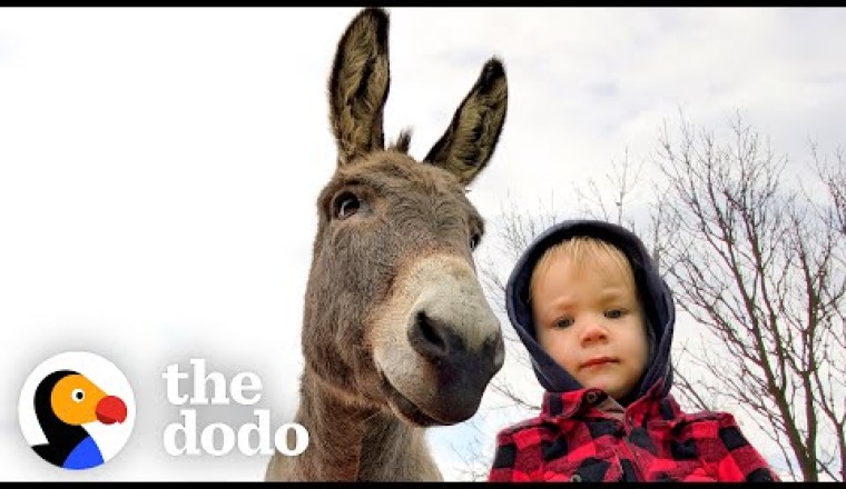 Donkey Can't Stop Following His New Human Brother Around