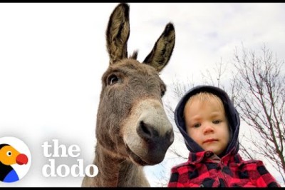 Donkey Can't Stop Following His New Human Brother Around