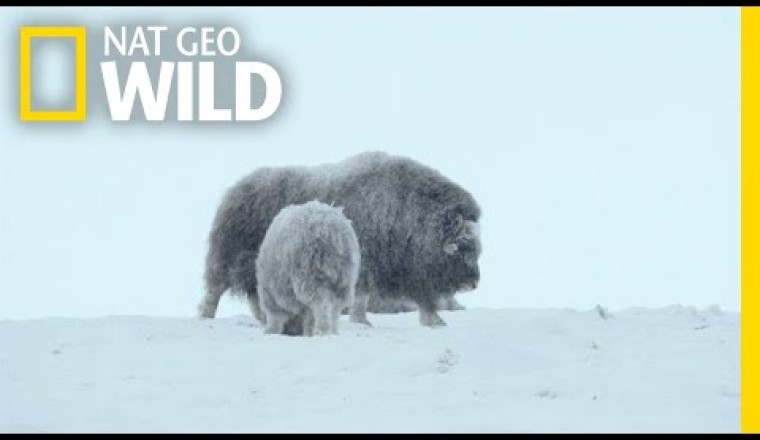 For Musk Ox in Siberia, It's a Cold Life