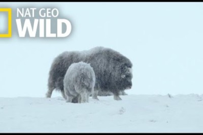 For Musk Ox in Siberia, It's a Cold Life