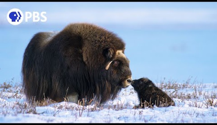 Newborn Musk Ox's First Day