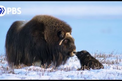 Newborn Musk Ox's First Day