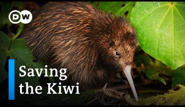 Saving the Kiwi: Protecting New Zealand’s National Bird