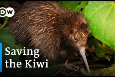 Saving the Kiwi: Protecting New Zealand’s National Bird