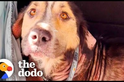 Stray Dog Chooses His Family By Jumping Into Their Car
