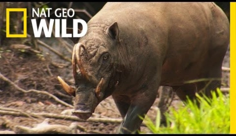 The Bizarre "Pig Deer"