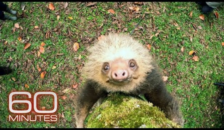 How Sloths Survive, Thrive As Nature’s Couch Potato