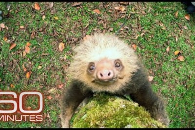 How Sloths Survive, Thrive As Nature’s Couch Potato