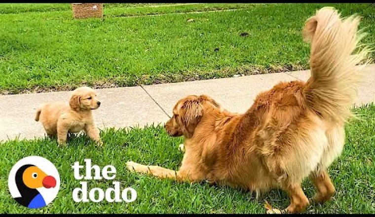 Dogs Have The Best Reactions To Meeting Their Puppy Siblings