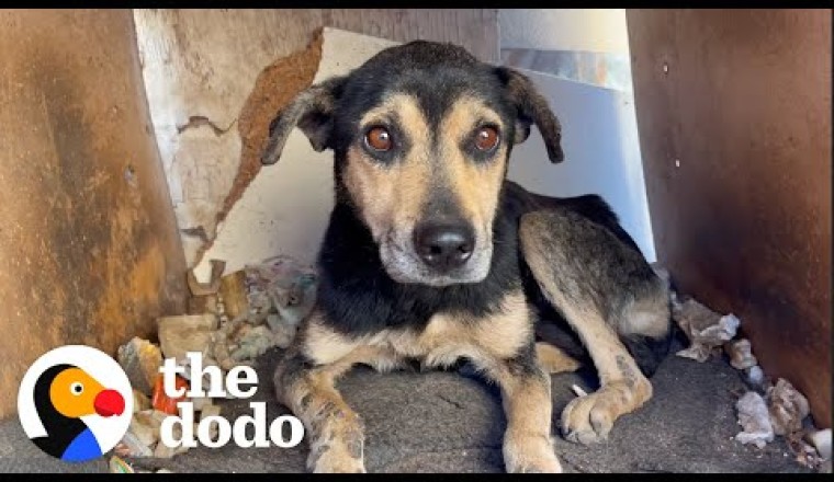 Old Dog That No One Wanted Turns Into A Puppy Again