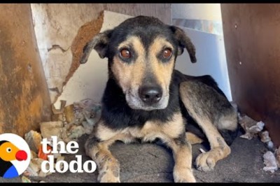 Old Dog That No One Wanted Turns Into A Puppy Again