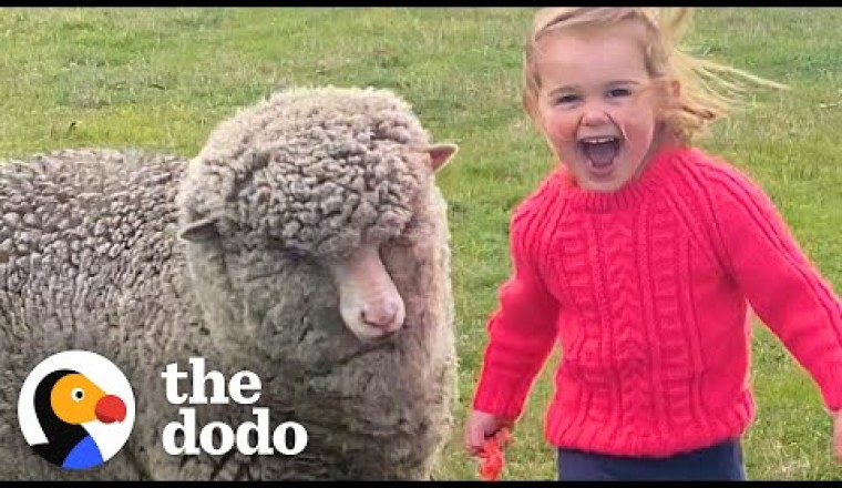 Orphaned Lamb Runs to His Favorite Toddler Like a Dalmatian