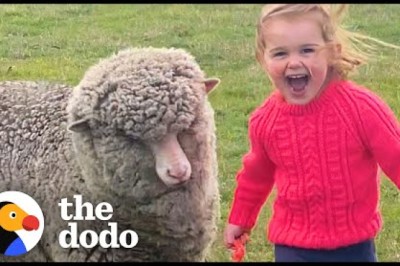 Orphaned Lamb Runs to His Favorite Toddler Like a Dalmatian