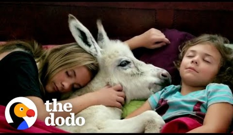 Sisters Have A Sleepover With... Their Tiny Baby Donkey?!
