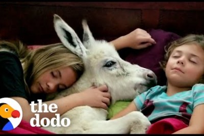 Sisters Have A Sleepover With... Their Tiny Baby Donkey?!