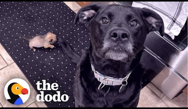 10-Ounce Puppy Terrifies 75-Pound Boxer