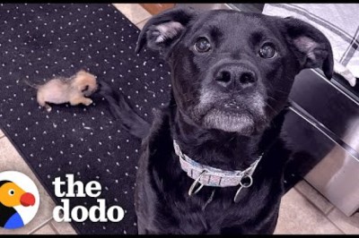 10-Ounce Puppy Terrifies 75-Pound Boxer