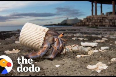 Guy Finds Hermit Crabs Living In Plastic And Offers Them New Shells