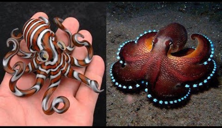 10 Most Beautiful Octopus Species In The World