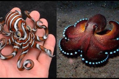 10 Most Beautiful Octopus Species In The World
