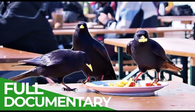 Ravens - Intelligent Rascals of the Skies
