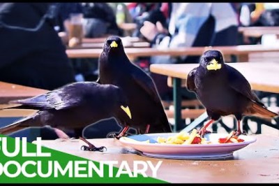 Ravens - Intelligent Rascals of the Skies