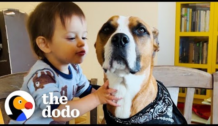 Dog With Wildest Zoomies Completely Transforms For His New Baby Bro