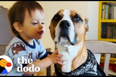 Dog With Wildest Zoomies Completely Transforms For His New Baby Bro