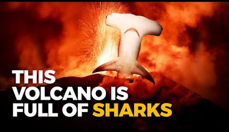 Sharks Living IN A Volcano?