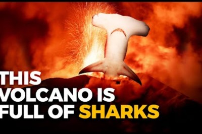 Sharks Living IN A Volcano?
