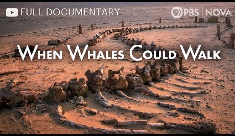 When Whales Could Walk
