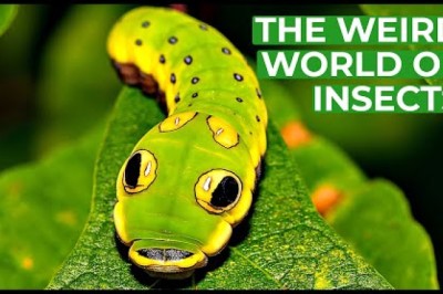 Wildlife - Just Insects