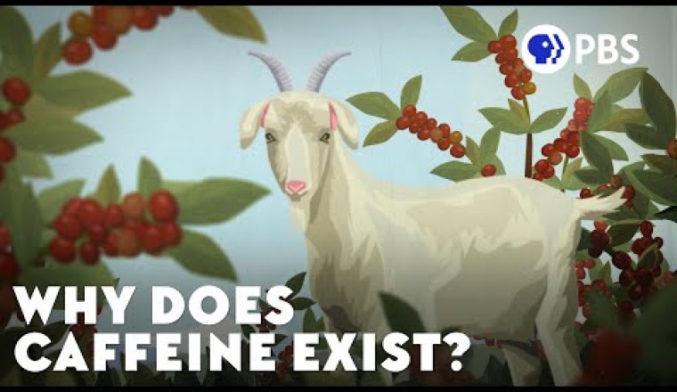 Why Does Caffeine Exist?