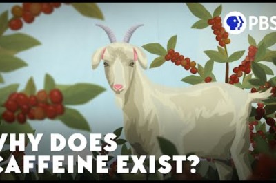 Why Does Caffeine Exist?