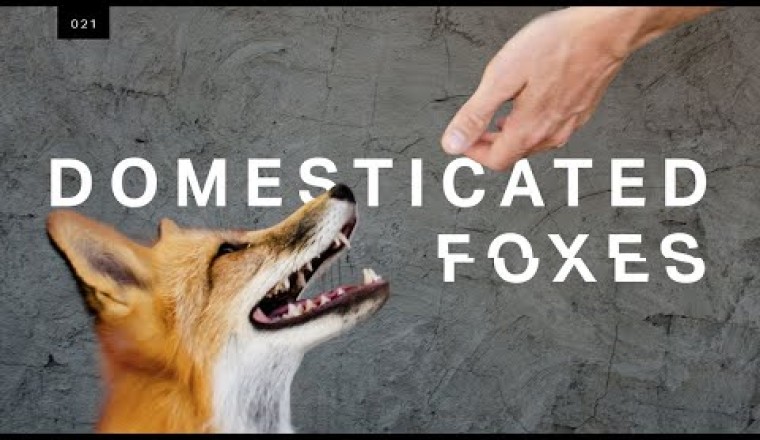 Domesticated Fox?