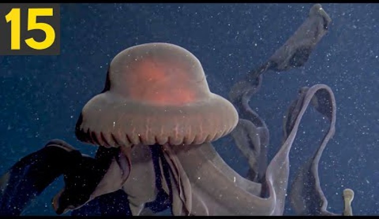 15 Amazing Looking Jellyfish